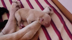 Štěňata Labradorského retrivra