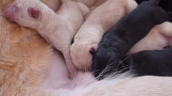 Štěňata Labradorského retrivra