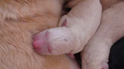 Štěňata Labradorského retrivra