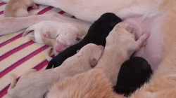 Štěňata Labradorského retrivra