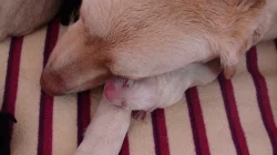 Štěňata Labradorského retrivra