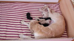 Štěňata Labradorského retrivra