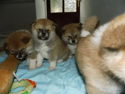 Čistokrevná štěňata Akita Inu na prodej.