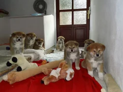 Čistokrevná štěňata Akita Inu na prodej.
