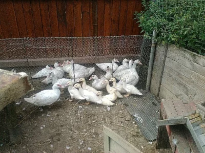Kachny