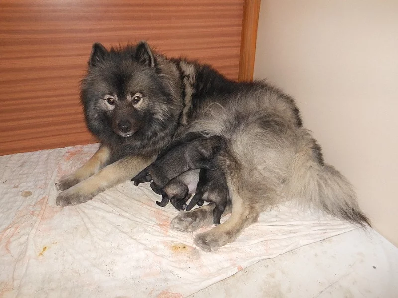 Vlčí špic