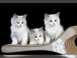 Nádherná kocicka RAGDOLL