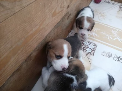Štěňata Beagle