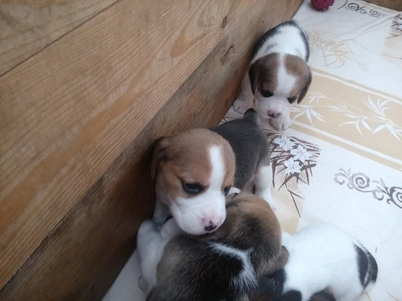 Štěňata Beagle