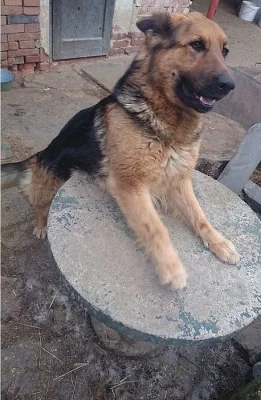 fenka němec.ovčák