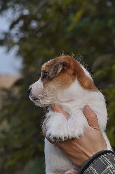 Jack Russell terier~5000 Kč