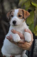 Jack Russell terier~5000 Kč