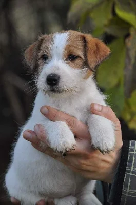 Jack Russell terier~5000 Kč