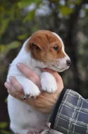 Jack Russell terier~5000 Kč
