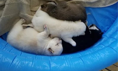 Shiba inu Štěňátka s PP.