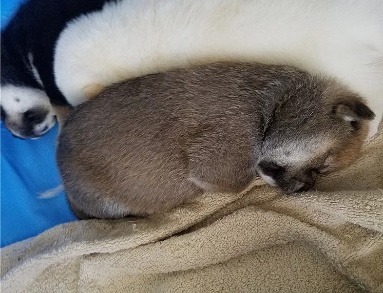 Shiba inu Štěňátka s PP.