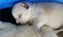 Shiba inu Štěňátka s PP.