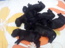 Štěňata flanderského bouviera ze zahraničního krytí/ Francie