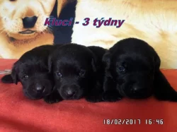 Labradorský retriever