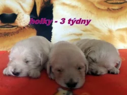 Zlatý retriever