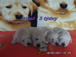 Zlatý retriever