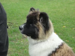 Americká akita