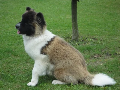 Americká akita
