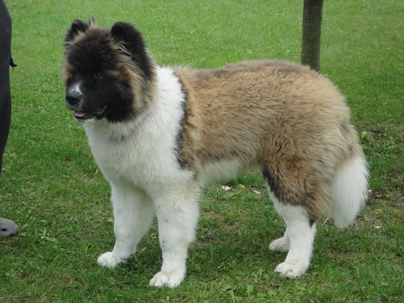 Americká akita