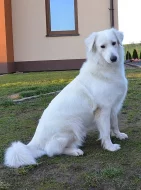 Slovenský čuvač