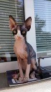 Prodám kanadského sphynxe