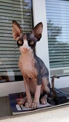 Prodám kanadského sphynxe