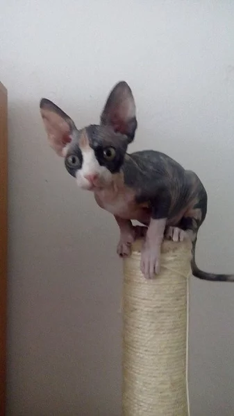 Prodám kanadského sphynxe