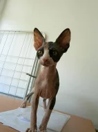 Prodám kanadského sphynxe
