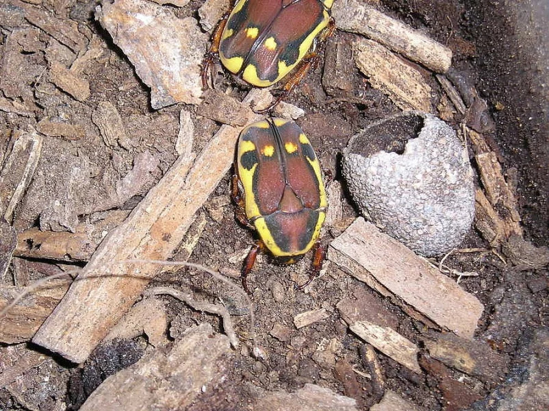 Pachnoda rufomarginata