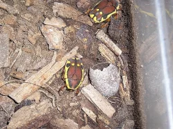 Pachnoda rufomarginata