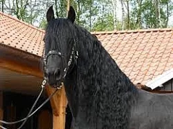 sladký mladý čistokrevný Fríština klisna