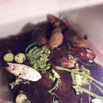 Achatina achatina