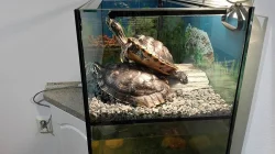 Prodám dvě želvy nádherné