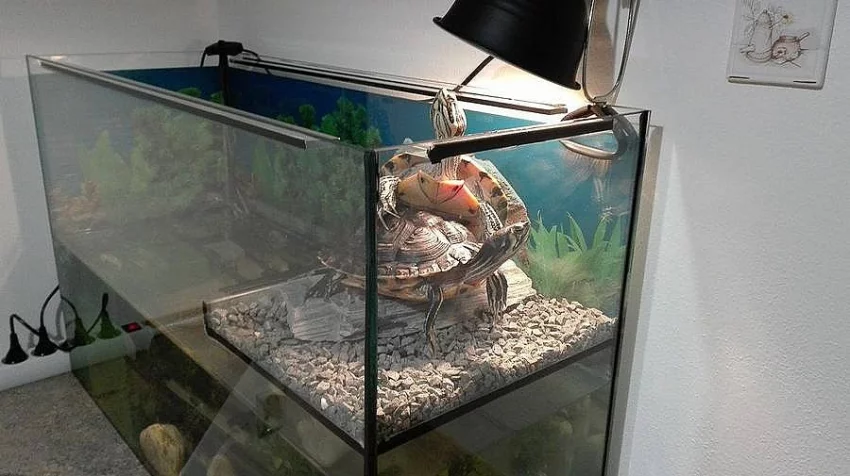 Prodám dvě želvy nádherné