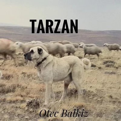 Kangal-první vrh s oficiálními PP FCI v Čechách