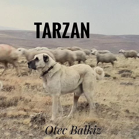 Kangal-první vrh s oficiálními PP FCI v Čechách
