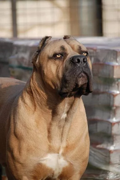 Cane Corso s PP - PSI