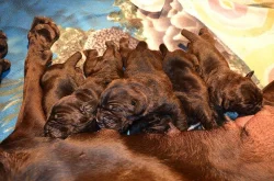 Cane Corso s PP - PSI