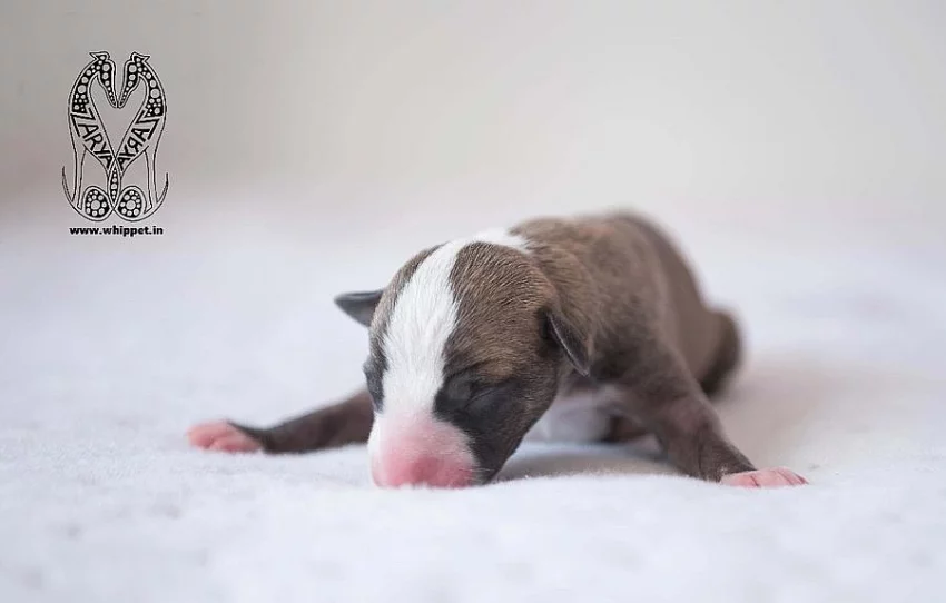 Whippet pejsci