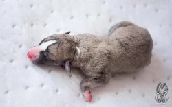 Whippet pejsci