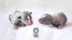 Whippet pejsci