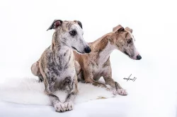 Whippet pejsci