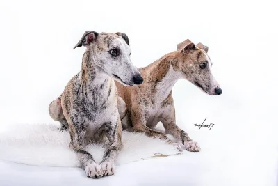 Whippet pejsci