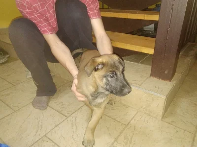 Štěně belgického ovčáka malinois s PP