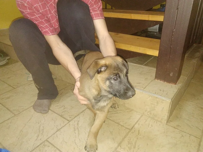 Štěně belgického ovčáka malinois s PP